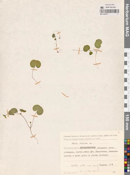 MAG 0005617