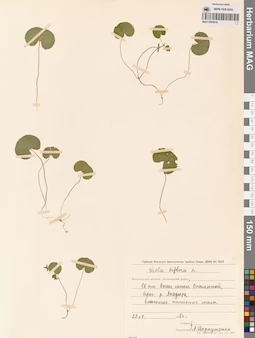 MAG 0005618