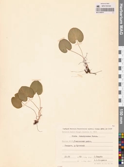 MAG 0005619
