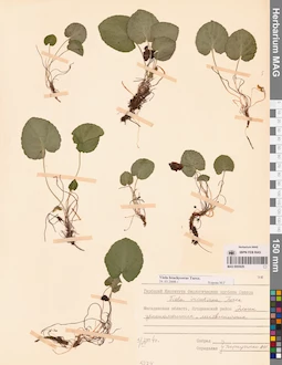 MAG 0005629