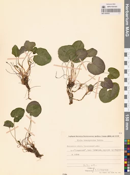 MAG 0005630