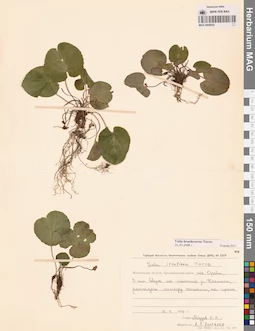 MAG 0005632