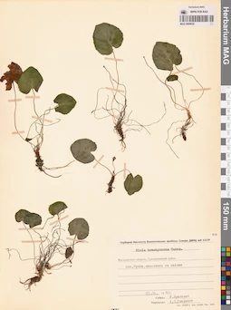 MAG 0005635