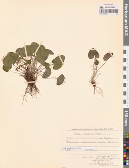MAG 0005638