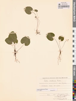 MAG 0005639