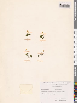 MAG 0005643