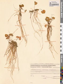 MAG 0005644