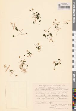 MAG 0005651