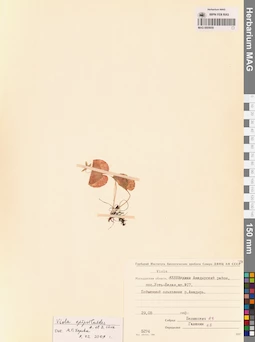 MAG 0005659