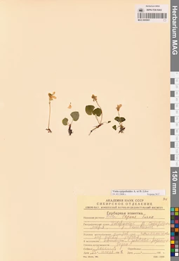 MAG 0005661