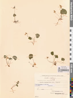 MAG 0005662