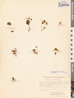 MAG 0005664