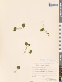 MAG 0005666