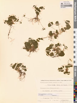 MAG 0005670
