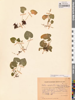MAG 0005671