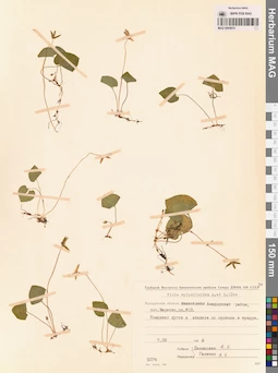 MAG 0005674