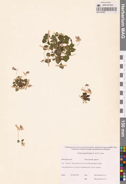 MAG 0005680