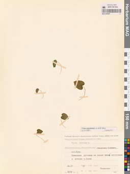 MAG 0005681