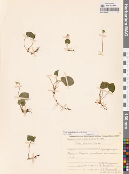 MAG 0005682