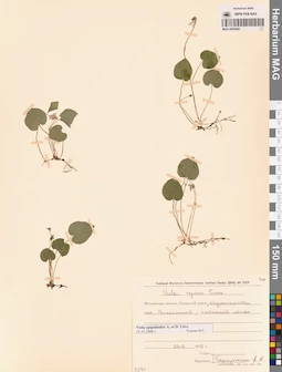 MAG 0005685