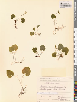 MAG 0005689