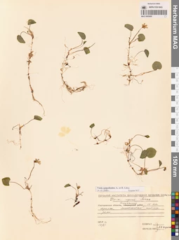 MAG 0005695