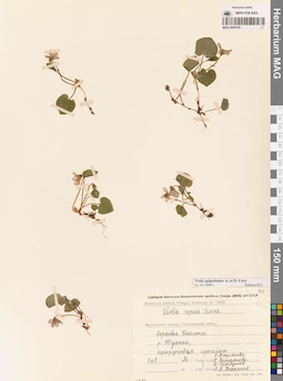 MAG 0005704
