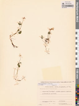 MAG 0005706
