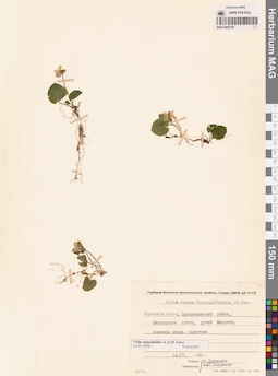 MAG 0005708