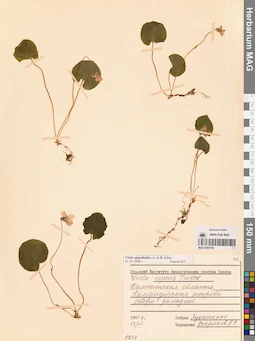 MAG 0005709