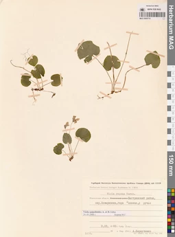 MAG 0005714