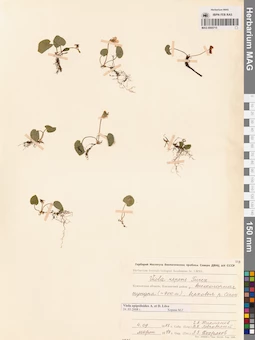 MAG 0005715