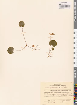 MAG 0005716