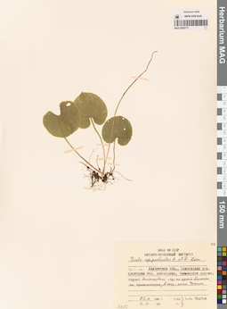MAG 0005717