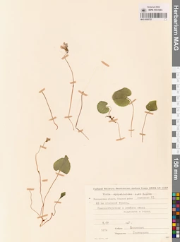 MAG 0005722