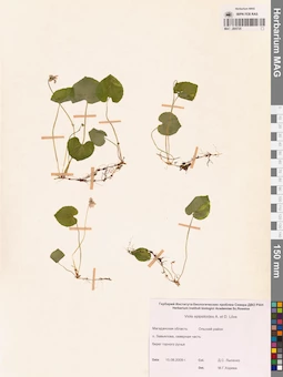 MAG 0005725