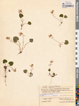 MAG 0005726