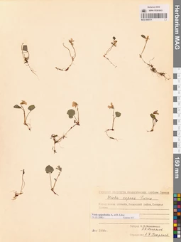 MAG 0005731