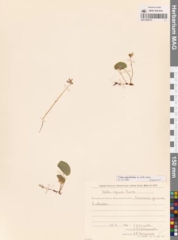 MAG 0005733