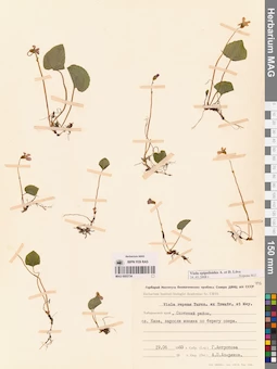 MAG 0005734