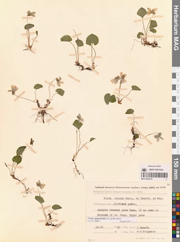 MAG 0005735