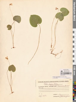 MAG 0005738