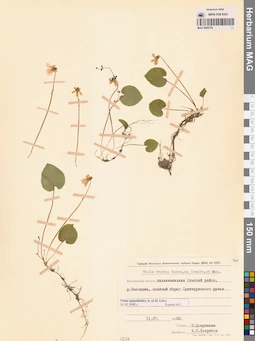 MAG 0005739
