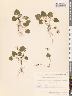 MAG 0005740