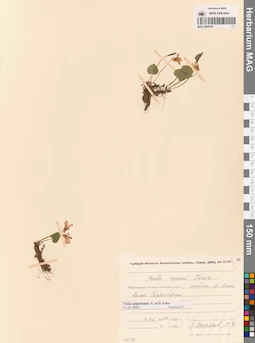 MAG 0005741