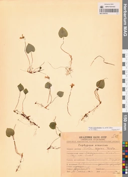 MAG 0005742