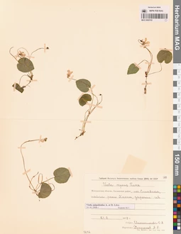 MAG 0005743