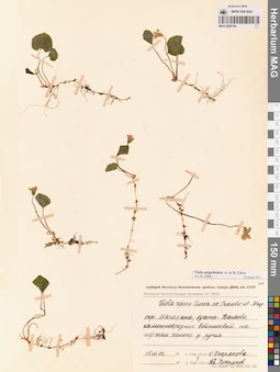 MAG 0005744