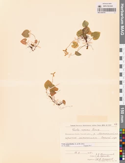 MAG 0005745