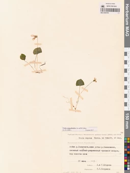 MAG 0005746